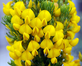Natural Honeybush plant with natural anti-inflammatory components.